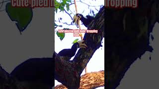 Cute baby hornbill keeps dropping food. Full video on WildTrails Safari channel. #birdwatching