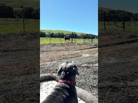 Cane Corso vs. Bull 😅 #canecorso (not really) #kona #walking #lunch #kendricklamar #luther