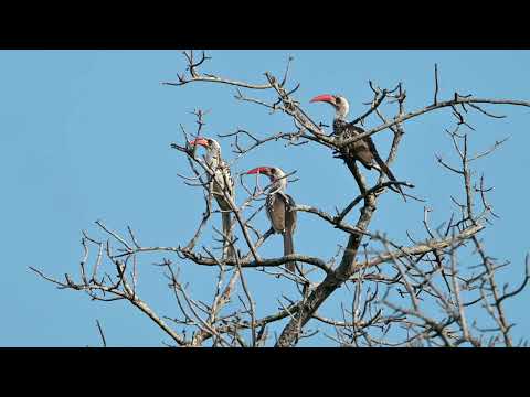 Western Red-billed Hornbill (Tockus kempi) - Kiang West NP (Gambia) 21-11-2024