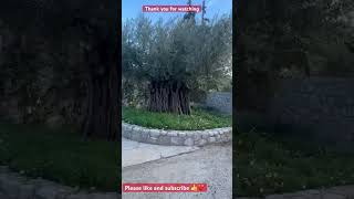 The old olive tree #oldtree #nature #gardening #garden #olivetree #gardenlife