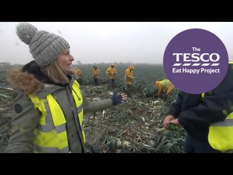 How leeks are harvested in the field