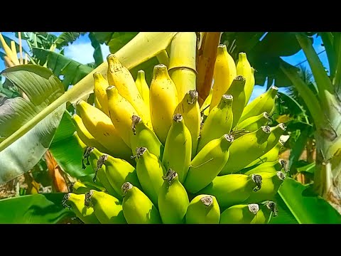 Aqui no Sitio é assim os pássaros não perde tempo quando tem frutas maduras