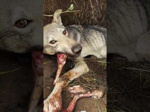 Give meat to a young starving #wolf