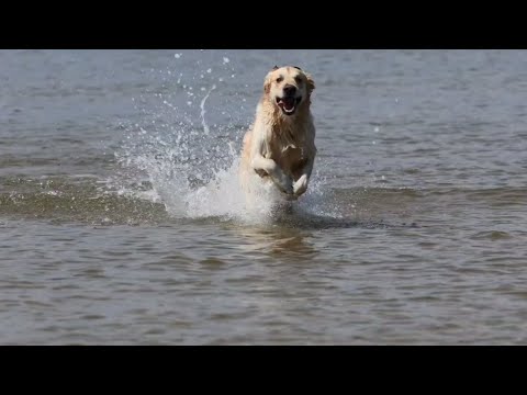 Cute dog jumping & running in water 💦| #dog#beach#river#swimming