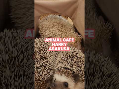 Bonus: Animal Cafe Harry!!