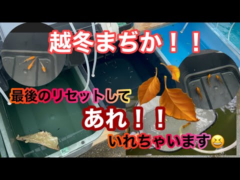 (メダカ)11月も半分きちゃいました！越冬の時期まぢかですね😆🍂　リセットしてあれ入れちゃいます‼️