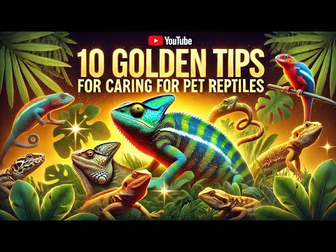 "10 Golden Tips for Caring for Pet Reptiles | A Comprehensive Guide for Reptile Lovers