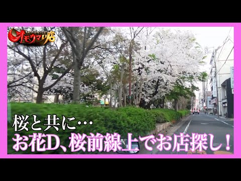 【追跡】店前に桜が咲く店はオモウマい？#1　The shop where cherry blossoms bloom is 'Omouma'? Part1