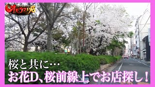 【追跡】店前に桜が咲く店はオモウマい？#1　The shop where cherry blossoms bloom is 'Omouma'? Part1