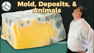 Landlord tips for Mold, Deposits, Animals, & more!