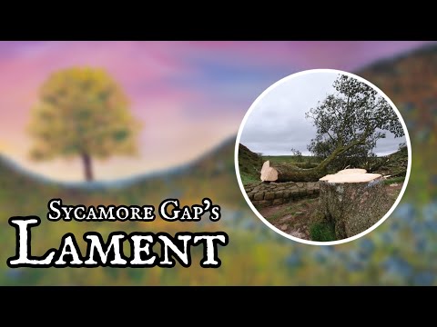 Sycamore Gap's Lament