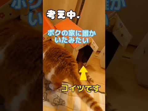 仲よし茶トラの共演 #shorts #猫 #cat