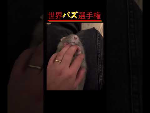 「見逃せない！何が起こるか分からない動物たちの驚きシーン」