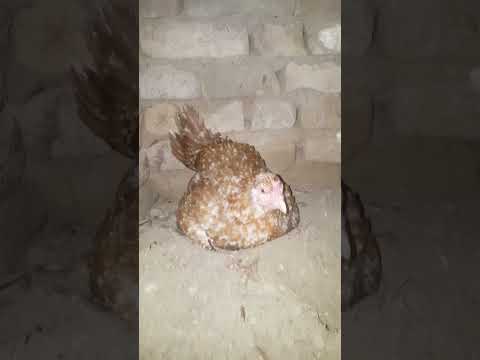 This is what a broody hen sounds like🐔🐔  #chicken #broodyhen #shortsvideo