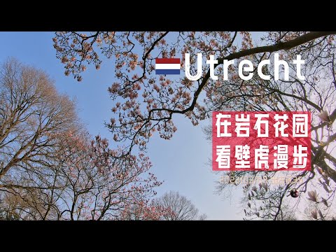 出去玩35-去年三月的乌特勒支大学植物园是这样的 | Utrecht Botanic Gardens 岩石花园 温室 荷兰 旅游 | 胖仔的荷兰日记 20230309