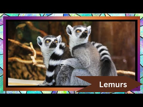 Lemurs: Madagascar’s Unique Primates 🌍🐒 | Fun Facts & Conservation