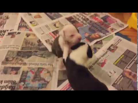 Newborn Pitbull Puppies Playing and Nursing