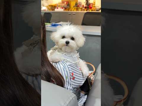 พาน้องอูยู มาฉีดวัคซีน💉               #shorts #bichonfrise #minibichon #บิชอง #wiwawawowtv