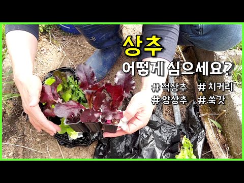 텃밭/주말농사 - 상추 심기 (적상추,양상추,치커리,쑥같) / lettuce, countryside, gardening