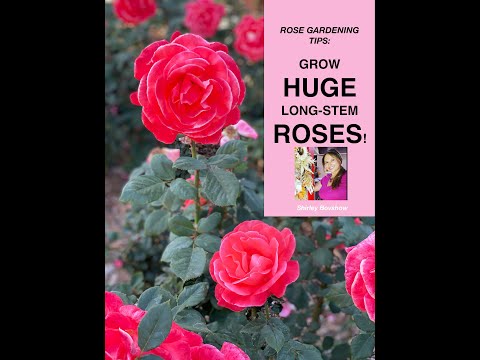 Rose Gardening Tips: Grow HUGE Long Stem Roses! 🌹 Shirley Bovshow ( #Shorts)