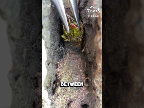 Harvesting “Turtle Feet” Shellfish