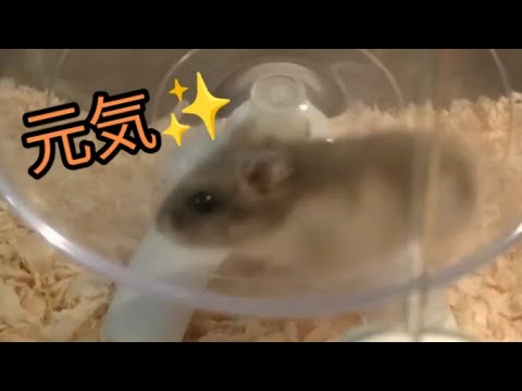 【ロング】真夜中の元気いっぱいハムスター（ピク）#ハムスター #hamsters #癒し #可愛い#元気#cute