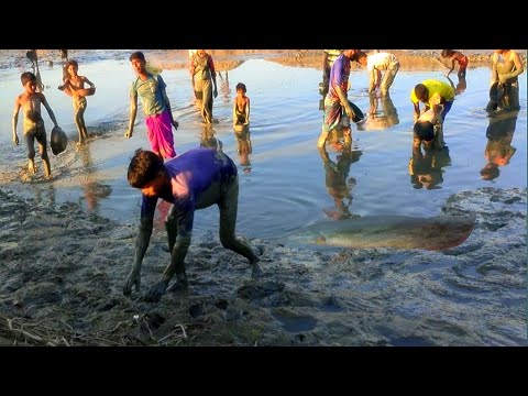 Amazing catching fish | বিলের কাদা পানি থেকে  মাছ ধরা | Fishing video village