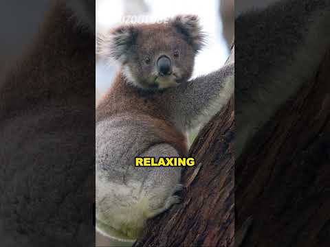 Australia's Beloved Marsupial  #animals #shorts