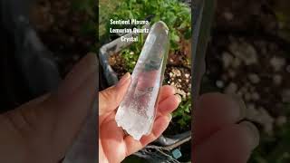 The one Lemurian you will not want to put down.