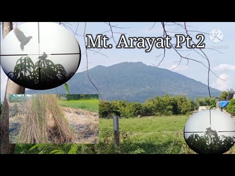 Bird Hunting PH ep28: Mt.Arayat pt2