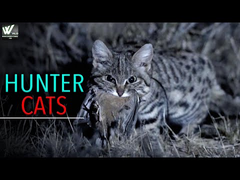 जंगल की शिकारी बिल्लियाँ - ताकतवर जंगली बिल्लियां - Hunter Cats Of The Jungle - World Documentary HD