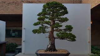 Hinoki Cypress Bonsai Tree, Chicago Botanic Garden Bonsai Collection, October 2023 #bonsai