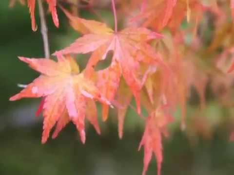 2016日本京都賞楓(伏見稻荷神社 與東福寺)