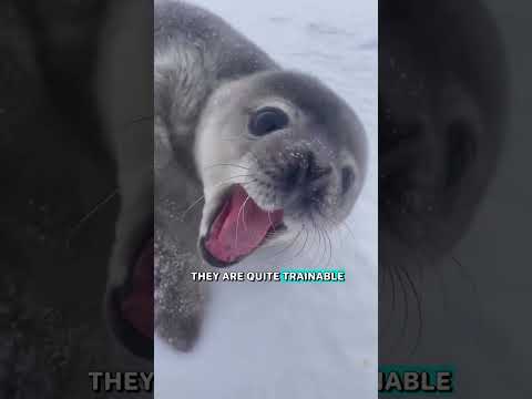 🐧🗣️Baby Seals Mimic Human Speech!These trainable cuties are like parrots in the making#AnimalMimicry