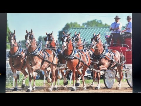 Wyoming County horses set to trot in Trump's Inaugural parade