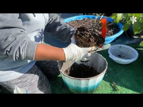 Transplanting my lemon trees