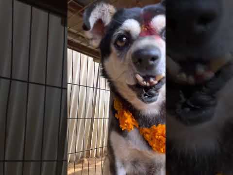 Kukur Tihar: The Dog Holiday in Nepal!