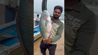 Parrot 🦜 fish | చిలక చేప సముద్రంలోనే అందమైనది | #beachboynaidu #parrotfish #fishing #shorts #viral