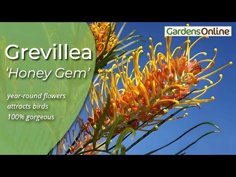 Grevillea 'Honey Gem' - How to Grow