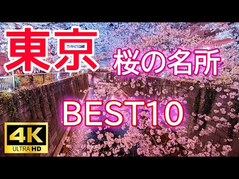 [4K Tokyo Cherry Blossoms 🌸 Top 10] Introducing the ranking of famous cherry blossom viewing spots