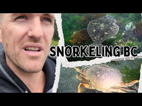 Snorkeling For Crab in BC! 🇨🇦 #vancouver #washington