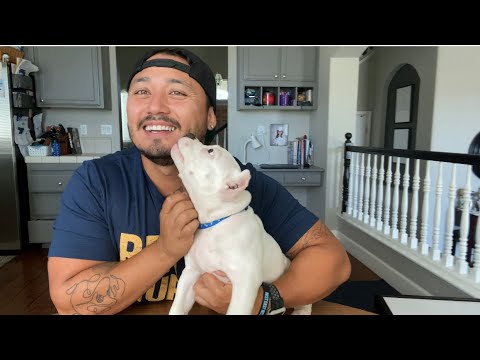 Things you need to know about your new puppy!