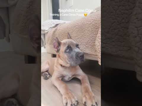 How I train a Cane Corso Puppy his 1st commands