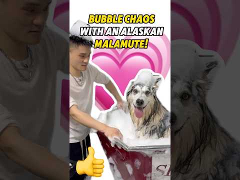 BubbleChao with an Alaskan Malamute #dogrescue #dog #dogbath #pets #bathtime