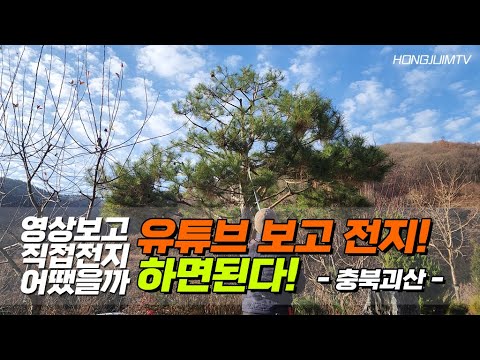 영상보고 직접전지 어땠을까! 유튜브 보고 전지.. 하면된다 / Pine pruning. I can do it