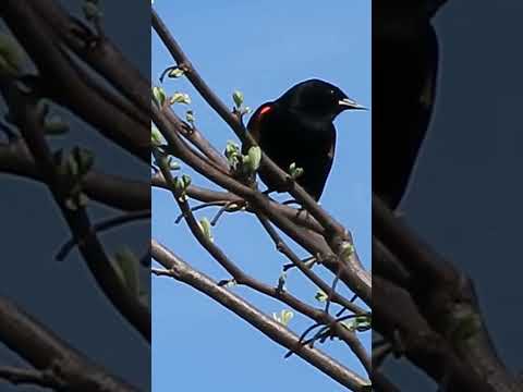 Early Spring With Redwing Blackbird #birds #birdsounds #nature #redwingblackbirds #shorts