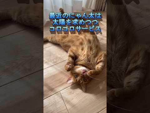 【うちの猫】太陽を求めてコロコロするにゃん太が可愛すぎる【アメリカンショートヘアー】【アメショー】#猫#cat#shorts