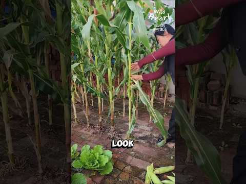 Harvesting Corn From Brick Garden