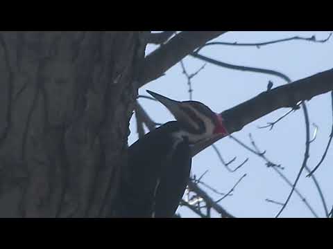 Early Morning Woodpecker at Work