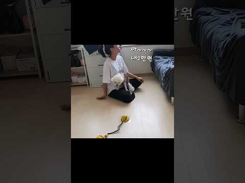 장난감 취향 확실한 내강아지 #bichon #dog #puppy #가족 #강아지 #개아들 #칠백 #쇼츠 #강아지브이로그 #댕댕이일상